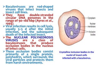 Baculoviruses are rod-shaped
viruses that infect insects and
insect cell lines.
They have double-stranded
circular DNA genomes in the
range of 90–180 kbp (Ayres et al.,
1994).
Viral infection results in cell lysis,
usually 3–5 d after the initial
infection, and the subsequent
death of the infected insect.
The NUCLEAR POLYHEDROSIS
VIRUSES are a class of
baculoviruses that produce
occlusion bodies in the nucleus
of infect cells.
These occlusion bodies consist
primarily of a single protein,
polyhedrin, which surrounds the
viral particles and protects them
from harsh environments.
Crystalline inclusion bodies in the
nuclei of insect cells
infected with a baculovirus.
 