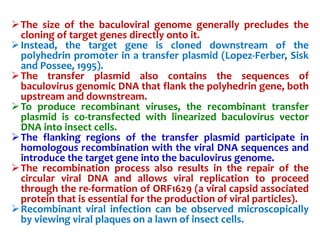 The size of the baculoviral genome generally precludes the
cloning of target genes directly onto it.
Instead, the target gene is cloned downstream of the
polyhedrin promoter in a transfer plasmid (Lopez-Ferber, Sisk
and Possee, 1995).
The transfer plasmid also contains the sequences of
baculovirus genomic DNA that flank the polyhedrin gene, both
upstream and downstream.
To produce recombinant viruses, the recombinant transfer
plasmid is co-transfected with linearized baculovirus vector
DNA into insect cells.
The flanking regions of the transfer plasmid participate in
homologous recombination with the viral DNA sequences and
introduce the target gene into the baculovirus genome.
The recombination process also results in the repair of the
circular viral DNA and allows viral replication to proceed
through the re-formation of ORF1629 (a viral capsid associated
protein that is essential for the production of viral particles).
Recombinant viral infection can be observed microscopically
by viewing viral plaques on a lawn of insect cells.
 