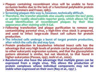 Plaques containing recombinant virus will be unable to form
occlusion bodies due to the lack of a functional polyhedrin protein
(Smith, Summers and Fraser, 1983).
Screening plaques this way is, however, technically difficult.
Therefore, the transfer plasmids also usually contain the lacZ gene,
or another readily observable reporter gene, which allows for the
visual identification of recombinant plaques by their blue
appearance after staining with X-Gal.
Following transfection and plaque purification to remove any
contaminating parental virus, a high-titre virus stock is prepared,
and used to infect large-scale insect cell culture for protein
production.
The infected cells undergo a burst of target protein production,
after which the cells die and may lyse.
Protein production in baculovirus infected insect cells has the
advantage that very high levels of protein can be produced relative
to other eukaryotic expression systems, and that the glycosylation
pattern obtained is similar, but not identical, to that found in
higher eukaryotes (Possee, 1997; Joshi et al., 2000).
Baculoviruses also have the advantage that multiple genes can be
expressed from a single virus. This allows the production of
protein complexes whose individual components may not be
stable when expressed on their own (Roy et al., 1997 ).
 