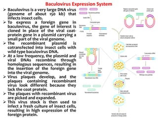  Baculovirus is a very large DNA virus
(genome of about 150 kb) that
infects insect cells.
 To express a foreign gene in
baculovirus, the gene of interest is
cloned in place of the viral coat-
protein gene in a plasmid carrying a
small part of the viral genome.
 The recombinant plasmid is
cotransfected into insect cells with
wild-type baculovirus DNA.
 At a low frequency, the plasmid and
viral DNAs recombine through
homologous sequences, resulting in
the insertion of the foreign gene
into the viral genome.
 Virus plaques develop, and the
plaques containing recombinant
virus look different because they
lack the coat protein.
 The plaques with recombinant virus
are picked and expanded.
 This virus stock is then used to
infect a fresh culture of insect cells,
resulting in high expression of the
foreign protein.
Baculovirus Expression System
 