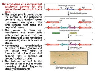 The production of a recombinant
baculoviral genome for the
production of proteins in insect
cells.
 The target gene is cloned under
the control of the polyhedrin
promoter into a transfer vector
that also contains regions of the
viral genome that flank the
polyhedrin locus.
 The vector is then co-
transfected into insect cells
with a viral genome that has
been linearized using restriction
enzymes (RE) that cut in several
places.
 Homologous recombination
between the linear genome and
the vector will result in
formation of a functional viral
genome that is capable of
producing viral particles.
 The inclusion of lacZ in the
transfer vector allows for visual
screening of viral plaques to
identify recombinants
 