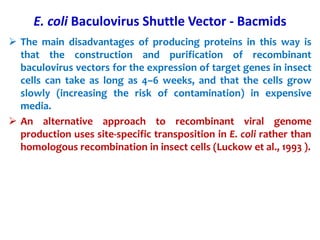  The main disadvantages of producing proteins in this way is
that the construction and purification of recombinant
baculovirus vectors for the expression of target genes in insect
cells can take as long as 4–6 weeks, and that the cells grow
slowly (increasing the risk of contamination) in expensive
media.
 An alternative approach to recombinant viral genome
production uses site-specific transposition in E. coli rather than
homologous recombination in insect cells (Luckow et al., 1993 ).
E. coli Baculovirus Shuttle Vector - Bacmids
 