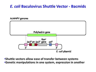 E. coli Baculovirus Shuttle Vector - Bacmids
•Shuttle vectors allow ease of transfer between systems
•Genetic manipulations in one system, expression in another
 