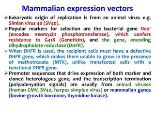 Mammalian expression vectors
Eukaryotic origin of replication is from an animal virus: e.g.
Simian virus 40 (SV40).
Popular markers for selection are the bacterial gene Neor
(encodes neomycin phosphotransferase), which confers
resistance to G418 (Geneticin), and the gene, encoding
dihydropholate reductase (DHFR).
When DHFR is used, the recipient cells must have a defective
DHFR gene, which makes them unable to grow in the presence
of methotrexate (MTX), unlike transfected cells with a
functional DHFR gene.
Promoter sequences that drive expression of both marker and
cloned heterologous gene, and the transcription termination
(polyadenyation signals) are usually from animal viruses
(human CMV, SV40, herpes simplex virus) or mammalian genes
(bovine growth hormone, thymidine kinase).
 