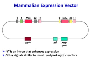 Mammalian Expression Vector
 “I” is an intron that enhances expression
 Other signals similar to insect and prokaryotic vectors
 