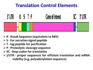 Translation Control Elements
 K - Kozak Sequence (equivalent to RBS)
 S - For secretion signal peptide
 T - tag peptide for purification
 P - Proteolytic cleavage sequence
 SC - Stop codon for translation
 3’UTR - proper sequences for efficient translation and mRNA
stability (e.g. polyadenylation sequence)
 