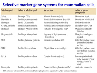 Selective marker gene systems for mammalian cells
 