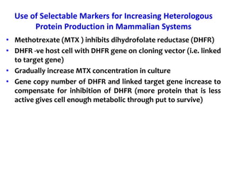 Use of Selectable Markers for Increasing Heterologous
Protein Production in Mammalian Systems
• Methotrexate (MTX ) inhibits dihydrofolate reductase (DHFR)
• DHFR -ve host cell with DHFR gene on cloning vector (i.e. linked
to target gene)
• Gradually increase MTX concentration in culture
• Gene copy number of DHFR and linked target gene increase to
compensate for inhibition of DHFR (more protein that is less
active gives cell enough metabolic through put to survive)
 