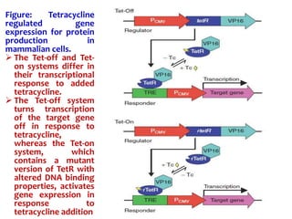 Figure: Tetracycline
regulated gene
expression for protein
production in
mammalian cells.
 The Tet-off and Tet-
on systems differ in
their transcriptional
response to added
tetracycline.
 The Tet-off system
turns transcription
of the target gene
off in response to
tetracycline,
whereas the Tet-on
system, which
contains a mutant
version of TetR with
altered DNA binding
properties, activates
gene expression in
response to
tetracycline addition
 