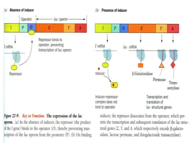 Expression vectors