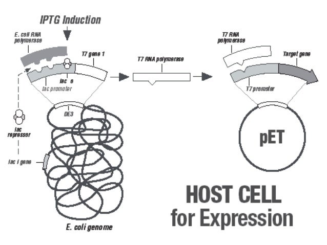 Expression vectors