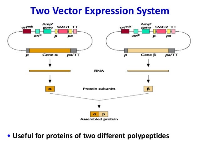 Expression vectors