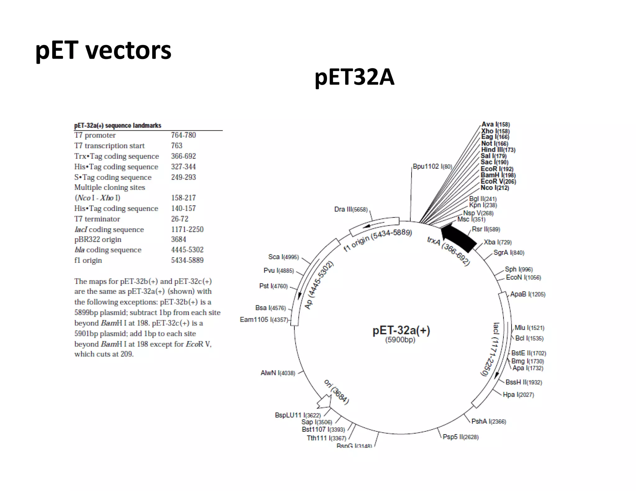 expression vectors.pdf
