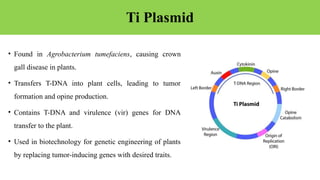Ti Plasmid
• Found in Agrobacterium tumefaciens, causing crown
gall disease in plants.
• Transfers T-DNA into plant cells, leading to tumor
formation and opine production.
• Contains T-DNA and virulence (vir) genes for DNA
transfer to the plant.
• Used in biotechnology for genetic engineering of plants
by replacing tumor-inducing genes with desired traits.
 