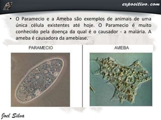 • O Paramecio e a Ameba são exemplos de animais de uma
única célula existentes até hoje. O Paramecio é muito
conhecido pela doença da qual é o causador - a malária. A
ameba é causadora da amebíase.
 