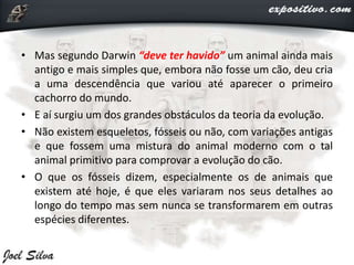 • Mas segundo Darwin “deve ter havido” um animal ainda mais
antigo e mais simples que, embora não fosse um cão, deu cria
a uma descendência que variou até aparecer o primeiro
cachorro do mundo.
• E aí surgiu um dos grandes obstáculos da teoria da evolução.
• Não existem esqueletos, fósseis ou não, com variações antigas
e que fossem uma mistura do animal moderno com o tal
animal primitivo para comprovar a evolução do cão.
• O que os fósseis dizem, especialmente os de animais que
existem até hoje, é que eles variaram nos seus detalhes ao
longo do tempo mas sem nunca se transformarem em outras
espécies diferentes.
 
