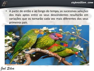 • A partir de então e ao longo do tempo, as sucessivas seleções
dos mais aptos entre os seus descendentes resultarão em
variações que os tornarão cada vez mais diferentes dos seus
primeiros pais.
 