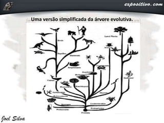 Uma versão simplificada da árvore evolutiva.
 