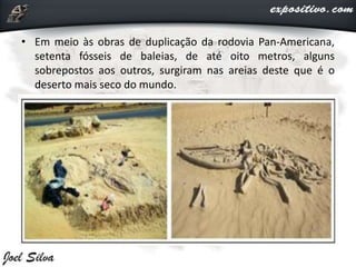• Em meio às obras de duplicação da rodovia Pan-Americana,
setenta fósseis de baleias, de até oito metros, alguns
sobrepostos aos outros, surgiram nas areias deste que é o
deserto mais seco do mundo.
 