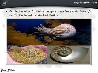 • O náutilus vivo. Abaixo as imagens das câmaras de flutuação
do fóssil e do animal atual – idênticas.
 