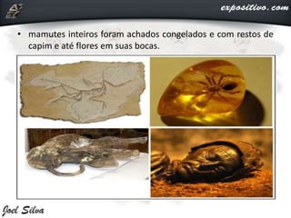 • mamutes inteiros foram achados congelados e com restos de
capim e até flores em suas bocas.
 