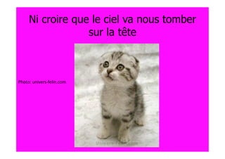 Ni croire que le ciel va nous tomber
                  sur la tête



Photo: univers-felin.com
 