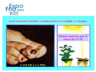 ALGUNOS EFECTOS DE LA RADIACION UV-B SOBRE LA TIERRA




                                 Plantas muertas por el
                                    efecto de UV-B




       CANCER A LA PIEL
 