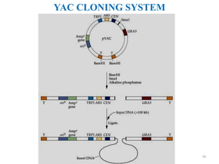 YAC CLONING SYSTEM
16
 