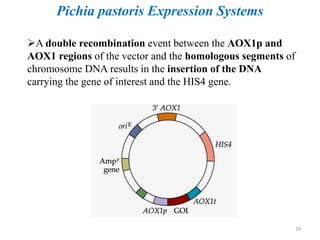A double recombination event between the AOX1p and
AOX1 regions of the vector and the homologous segments of
chromosome DNA results in the insertion of the DNA
carrying the gene of interest and the HIS4 gene.
Pichia pastoris Expression Systems
19
 