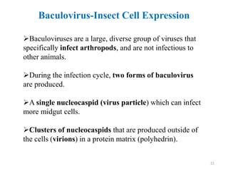 Baculovirus-Insect Cell Expression
Baculoviruses are a large, diverse group of viruses that
specifically infect arthropods, and are not infectious to
other animals.
During the infection cycle, two forms of baculovirus
are produced.
A single nucleocaspid (virus particle) which can infect
more midgut cells.
Clusters of nucleocaspids that are produced outside of
the cells (virions) in a protein matrix (polyhedrin).
21
 