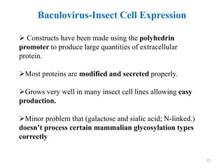  Constructs have been made using the polyhedrin
promoter to produce large quantities of extracellular
protein.
Most proteins are modified and secreted properly.
Grows very well in many insect cell lines allowing easy
production.
Minor problem that (galactose and sialic acid; N-linked.)
doesn’t process certain mammalian glycosylation types
correctly
Baculovirus-Insect Cell Expression
23
 