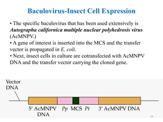 • The specific baculovirus that has been used extensively is
Autographa californica multiple nuclear polyhedrosis virus
(AcMNPV.)
• A gene of interest is inserted into the MCS and the transfer
vector is propagated in E. coli.
• Next, insect cells in culture are cotransfected with AcMNPV
DNA and the transfer vector carrying the cloned gene.
Baculovirus-Insect Cell Expression
24
 