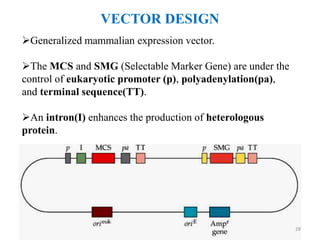 VECTOR DESIGN
Generalized mammalian expression vector.
The MCS and SMG (Selectable Marker Gene) are under the
control of eukaryotic promoter (p), polyadenylation(pa),
and terminal sequence(TT).
An intron(I) enhances the production of heterologous
protein.
The Ampr gene is used for selecting transformed E. coli.
28
 