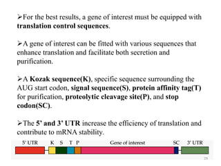 For the best results, a gene of interest must be equipped with
translation control sequences.
A gene of interest can be fitted with various sequences that
enhance translation and facilitate both secretion and
purification.
A Kozak sequence(K), specific sequence surrounding the
AUG start codon, signal sequence(S), protein affinity tag(T)
for purification, proteolytic cleavage site(P), and stop
codon(SC).
The 5’ and 3’ UTR increase the efficiency of translation and
contribute to mRNA stability.
29
 