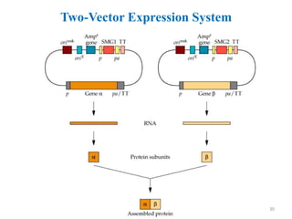 Two-Vector Expression System
30
 