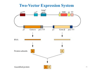 Two-Vector Expression System
31
 