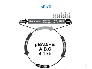 pBAD
34
 