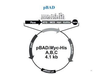 pBAD
35
 
