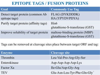 EPITOPE TAGS / FUSION PROTEINS
Goal Commonly Use Tag
Detect target protein (common Ab
epitope tags)
FLAG (DYKDDDK)
HA (YPYDVPDYA)
Purify target protein (affinity tags) His6
glutathione-S-transferase (GST)
Improve solubility of target protein maltose-binding protein (MBP)
glutathione-S-transferase (GST)
Tags can be removed at cleavage sites place between target ORF and tag:
Enzyme Cleavage site
Thrombin Leu-Val-Pro-Arg-Gly-Ser
Enterokinase Asp-Asp-Asp-Asp-Lys
Factor Xa Ile-Glu/Asp-Gly-Arg
TEV Glu-Asn-Leu-Tyr-Phe-Gln-Gly9
 
