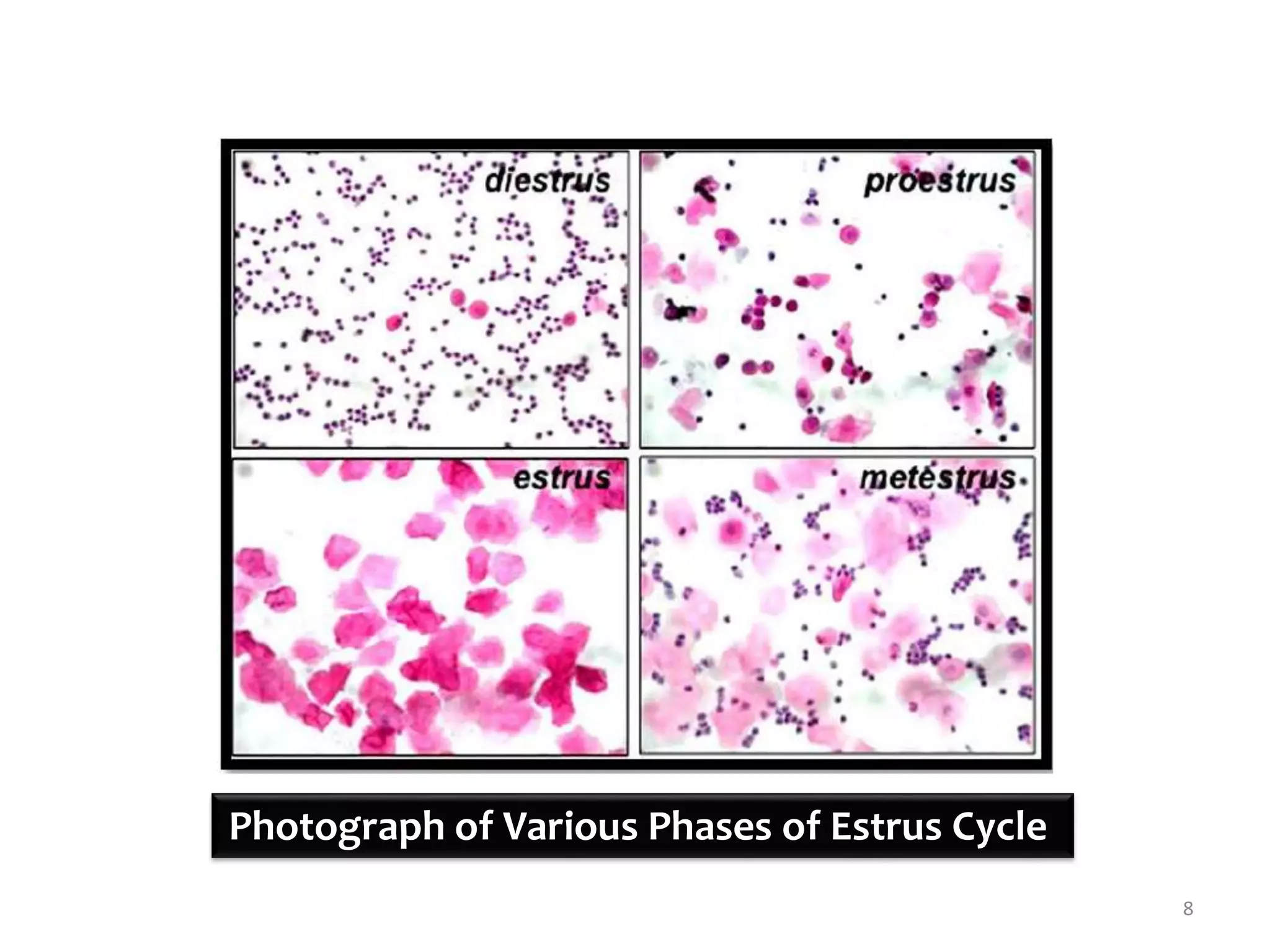Photograph of Various Phases of Estrus Cycle
8
 