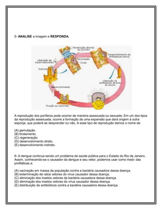 5- ANALISE a imagem e RESPONDA.
A reprodução dos poríferos pode ocorrer de maneira assexuada ou sexuada. Em um dos tipos
da reprodução assexuada, ocorre a formação de uma expansão que dará origem à outra
esponja, que poderá se desprender ou não. A esse tipo de reprodução damos o nome de:
(A) gemulação.
(B) brotamento.
(C) regeneração
(D) desenvolvimento direto.
(E) desenvolvimento indireto.
6- A dengue continua sendo um problema de saúde pública para o Estado do Rio de Janeiro.
Assim, conhecendo-se o causador da dengue e seu vetor, podemos usar como medi- das
profiláticas a:
(A) vacinação em massa da população contra a bactéria causadora dessa doença.
(B) exterminação de ratos vetores do vírus causador dessa doença.
(C) eliminação dos insetos vetores da bactéria causadora dessa doença.
(D) eliminação dos insetos vetores do vírus causador dessa doença.
(E) distribuição de antibióticos contra a bactéria causadora dessa doença.
 