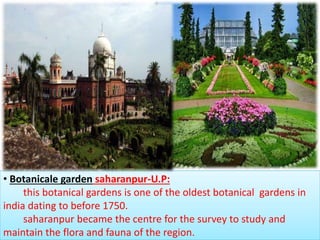 • Botanicale garden saharanpur-U.P:
this botanical gardens is one of the oldest botanical gardens in
india dating to before 1750.
saharanpur became the centre for the survey to study and
maintain the flora and fauna of the region.
 