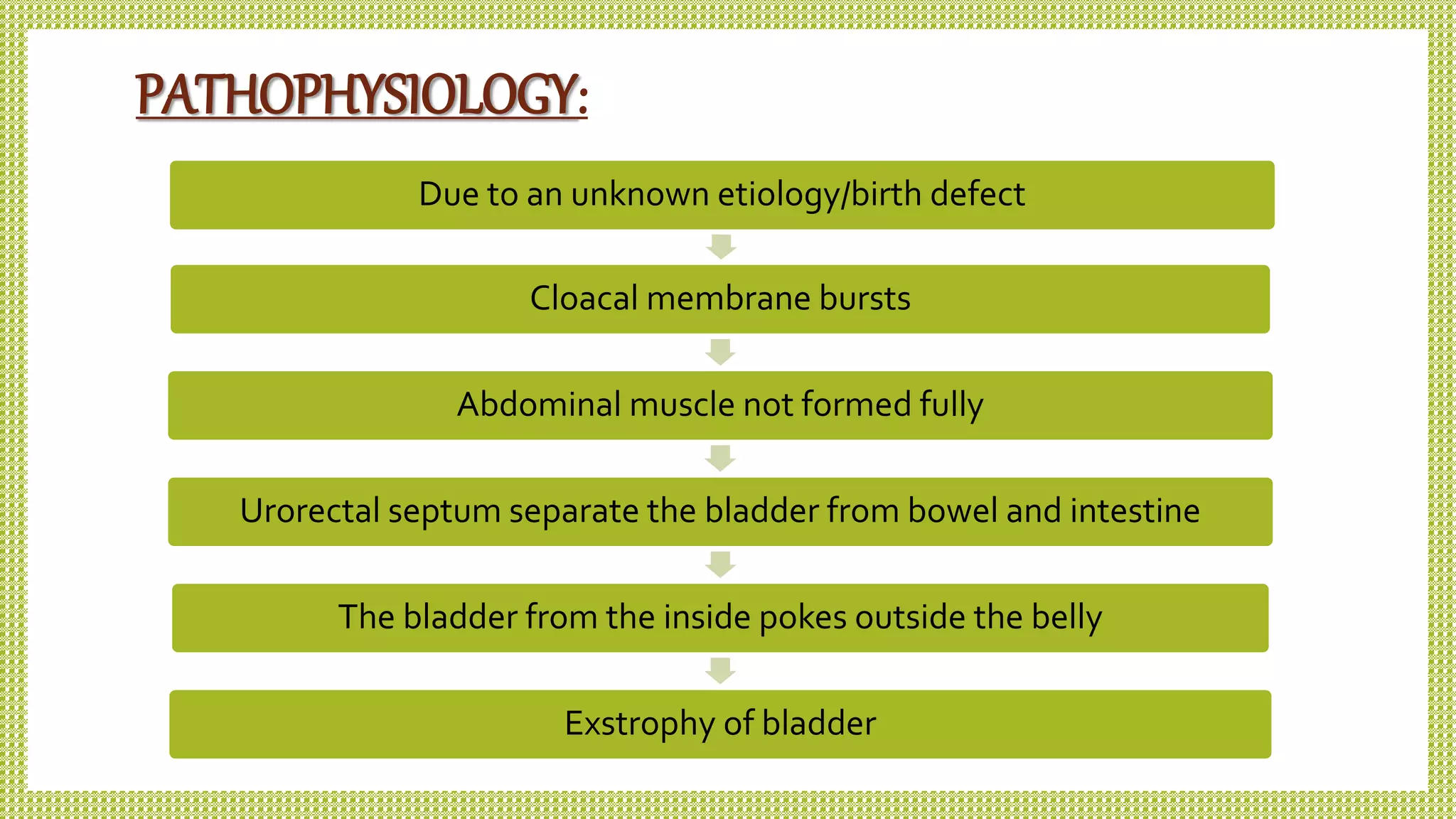 PATHOPHYSIOLOGY:
Due to an unknown etiology/birth defect
Cloacal membrane bursts
Abdominal muscle not formed fully
Urorectal septum separate the bladder from bowel and intestine
The bladder from the inside pokes outside the belly
Exstrophy of bladder
 