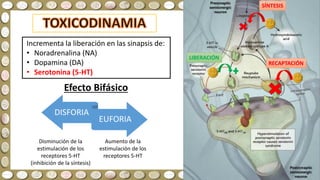 Incrementa la liberación en las sinapsis de:
• Noradrenalina (NA)
• Dopamina (DA)
• Serotonina (5-HT)
SÍNTESIS
LIBERACIÓN
RECAPTACIÓN
DISFORIA
EUFORIA
Efecto Bifásico
Aumento de la
estimulación de los
receptores 5-HT
Disminución de la
estimulación de los
receptores 5-HT
(inhibición de la síntesis)
 