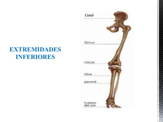 EXTREMIDADES
INFERIORES
Coxal
 
