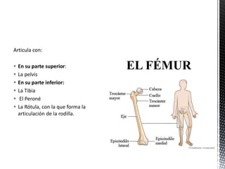 Articula con:
 En su parte superior:
 La pelvis
 En su parte inferior:
 La Tibia
 El Peroné
 La Rótula, con la que forma la
articulación de la rodilla.
 