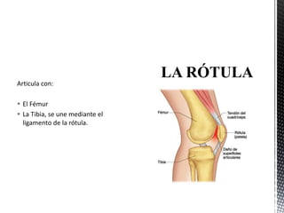 Articula con:
 El Fémur
 La Tibia, se une mediante el
ligamento de la rótula.
 