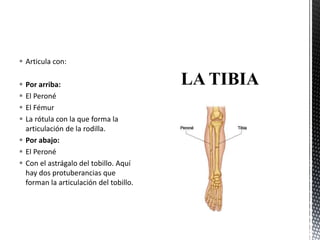  Articula con:
 Por arriba:
 El Peroné
 El Fémur
 La rótula con la que forma la
articulación de la rodilla.
 Por abajo:
 El Peroné
 Con el astrágalo del tobillo. Aquí
hay dos protuberancias que
forman la articulación del tobillo.
 