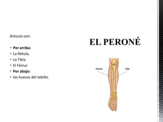 Articula con:
 Por arriba:
 La Rótula,
 La Tibia
 El Fémur
 Por abajo:
 los huesos del tobillo.
 