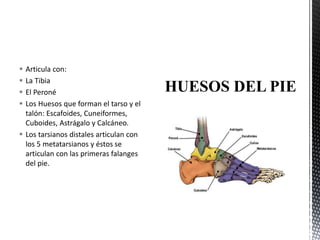  Articula con:
 La Tibia
 El Peroné
 Los Huesos que forman el tarso y el
talón: Escafoides, Cuneiformes,
Cuboides, Astrágalo y Calcáneo.
 Los tarsianos distales articulan con
los 5 metatarsianos y éstos se
articulan con las primeras falanges
del pie.
 